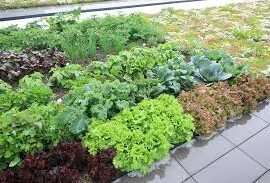 veggies