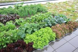veggies