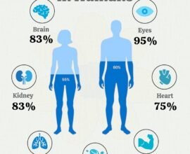 Understanding Water in the Human Body: A Simple Guide