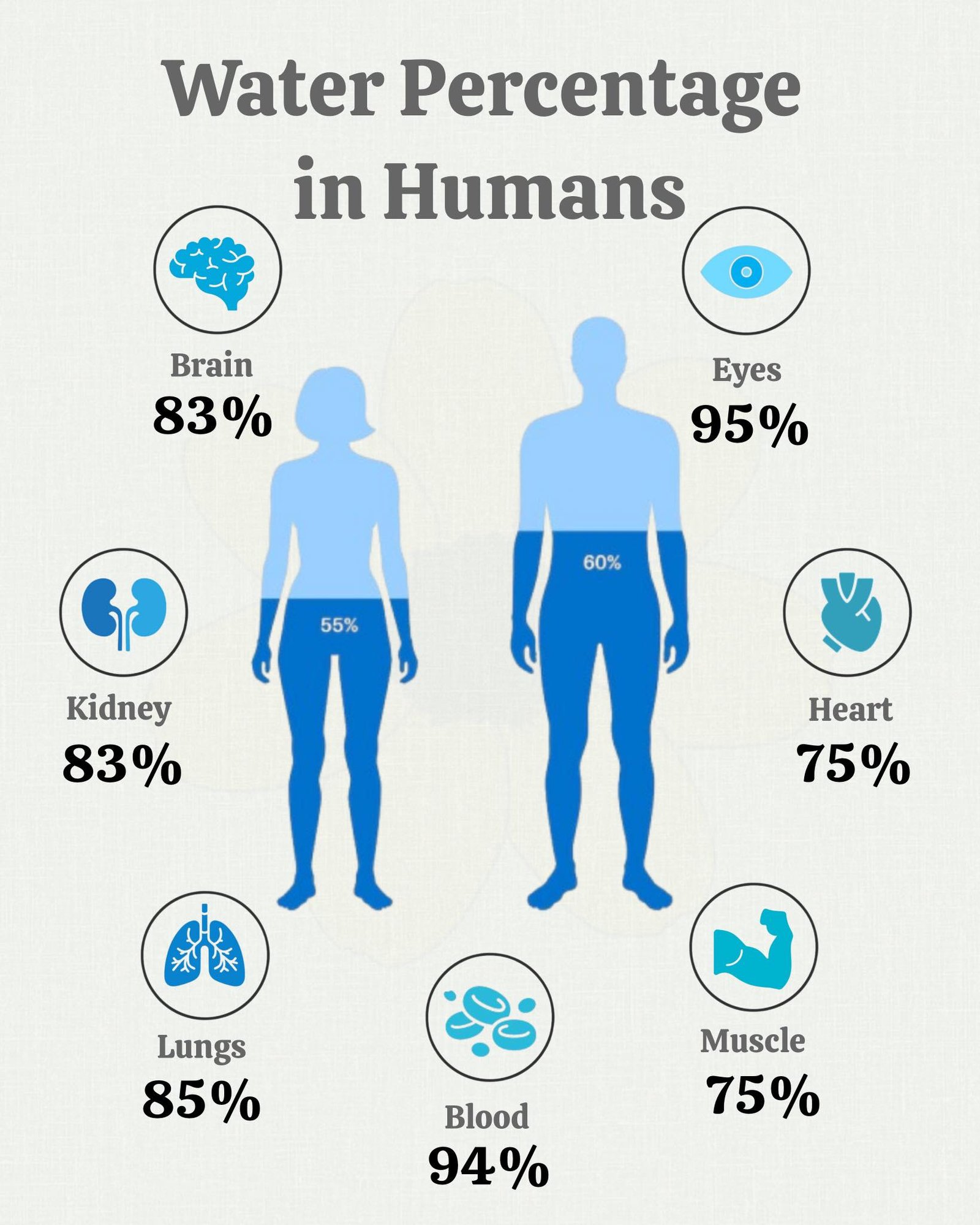 Understanding Water in the Human Body: A Simple Guide